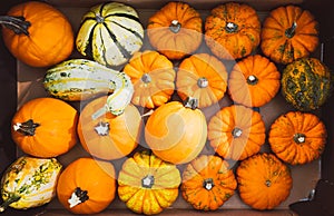 Colorful Pumpkins Top View, Autumn Vintage Background, Fall Natural Pattern