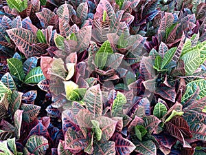 colorful puring flower leaves when the photo is taken from above