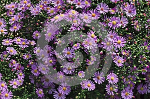 Colorful purple alpine Aster, Astra autumn or daisies flowers bunched together blooming in a garden