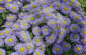 Colorful purple alpine Aster, Astra Verghinas or daisies flowers bunched together blooming in a garden, district Drujba