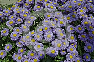 Colorful purple alpine Aster, Astra Verghinas or daisies flowers bunched together blooming in a garden, district Drujba