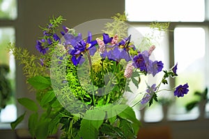 Colorful purple bouquet in a vase to brighten a home. Fresh siberian iris flowers blooming and blossoming with green