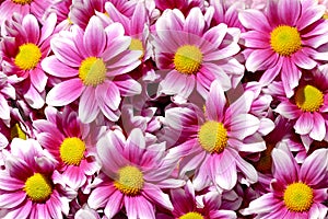 Colorful purple Chrysanthemum flowers background