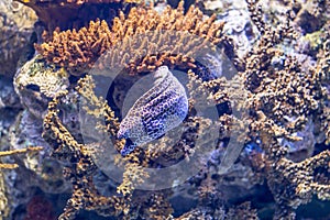Colorful purple fish in aquarium of oceanario, Lisbon photo