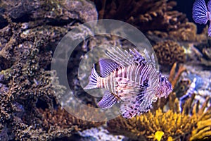 Colorful purple fish in aquarium of oceanario, Lisbon photo