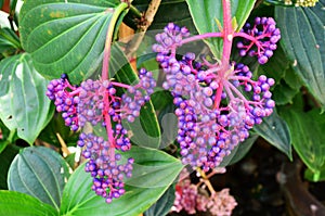 Colorful purple flowers or violet flora mauve blossom and green leaf plant tree in garden park tropical freshness for thai people