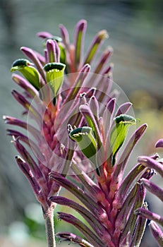 Colorful purple, green, pink Australian native Kangaroo Paw flowers, Kings Park Royale variety