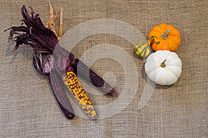 Colorful purple Indian corn and mini pumpkings and gourds on burlap- fall decorations