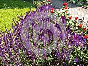 Colorful Purple lavender landscape image