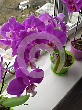 Colorful purple Orchid flower blooming on the window in house.