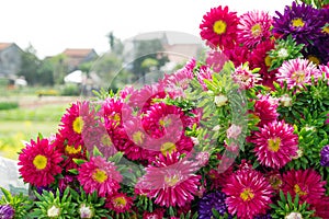 Colorful purple and pink chrysanthemums.