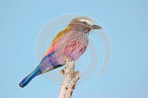 A colorful purple roller perched on a branch, Kruger National Park, South Africa