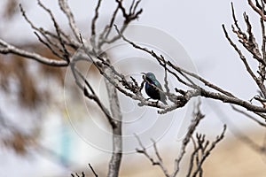 A colorful purple sunbird sitting on a bush and singing on a cold winter evening inside bharatpur bird sanctuary