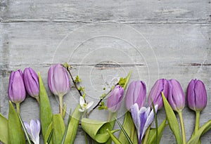 Colorful purple tulip spring flowers with a wooden empty copy space background
