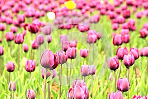 The colorful purple tulips