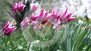 Colorful purple tulips swaying in the wind against blossomy trees in spring