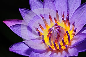 colorful purple water lily in thaila