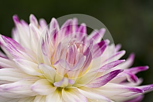 Colorful Purple and White Dahlia Flower