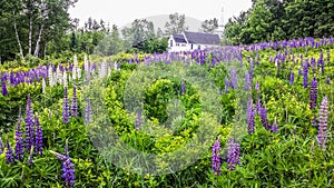 Colorful Lupines in New Hampshire photo