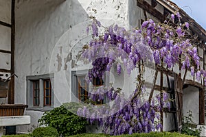 Colorful purple wisteria frowing on the side of an old farmhouse in Switzerland photo