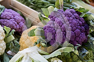 Colorful purple and yellow Cauliflowers in the market photo