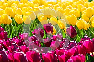 Colorful purple and yellow spring tulips flowers blossoming