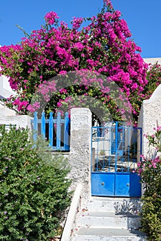 Colorful quiet backyard with beautiful flowers and classic traditional architecture of Santorini island