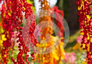 The colorful Quinoa tree in the farm