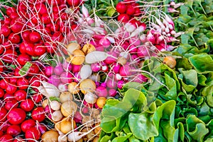 Colorful Radishes and Lettuce