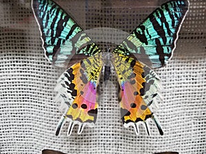 Colorful rainbow butterfly wings in a case