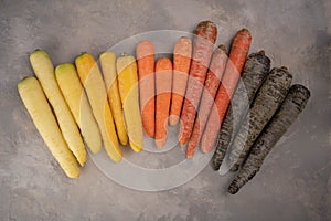 Colorful Rainbow carrot on gray background. Gradient of color carrots from yellow to purple, Yellow, orange and purple