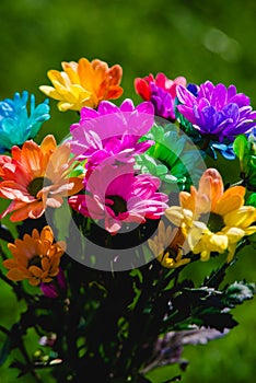 colorful rainbow Chrysanthemum closeup shoot