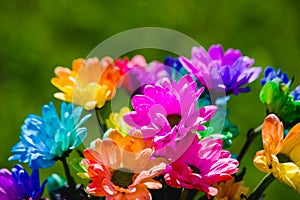 colorful rainbow Chrysanthemum closeup shoot