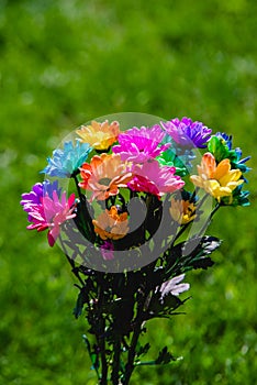 colorful rainbow Chrysanthemum closeup shoot