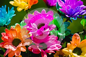 colorful rainbow Chrysanthemum closeup shoot