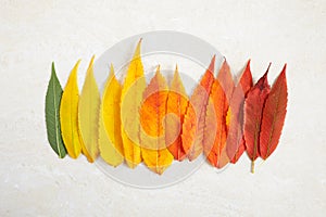 Colorful rainbow color gradient autumn leafs. Autumn season change concept.