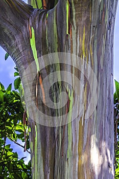 Colorful Rainbow Eucalyptus Gum Tree Honolulu Hawaii