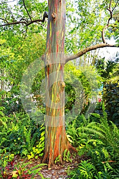 Colorful Rainbow Eucalyptus Tree