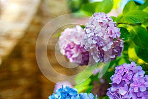 Colorful rainbow flowers of bright color, beautiful background