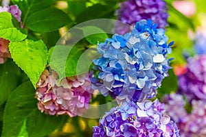 Colorful rainbow flowers of bright color, beautiful background