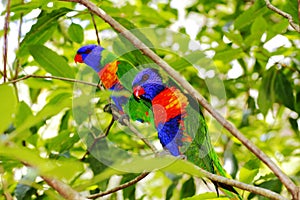 Colorful Rainbow Lorikeet birds in green leaves