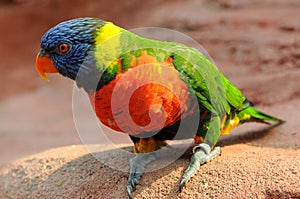 Colorful rainbow lorikeet  trichoglossus moluccanus