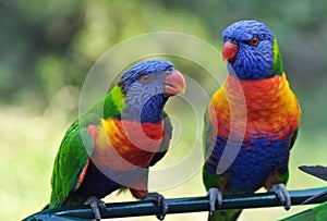 Colorful Rainbow Lorikeets Gold Coast Australia