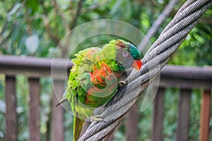 Colorful rainbow lory