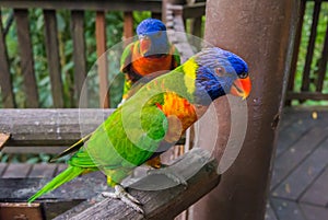 Colorful rainbow lory