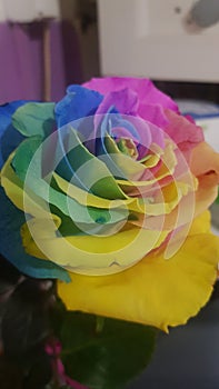 Colorful rainbow rose