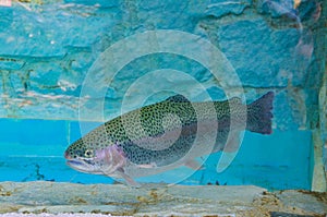 Colorful rainbow trout in an aquarium.Oncorhynchus mykiss photo