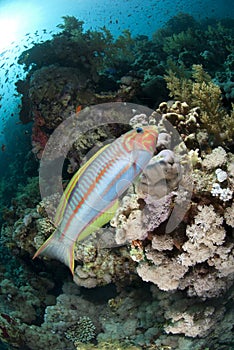 Colorful Rainbow wrasse on a tropical coral reef.