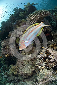 Colorful Rainbow wrasse on a tropical coral reef.