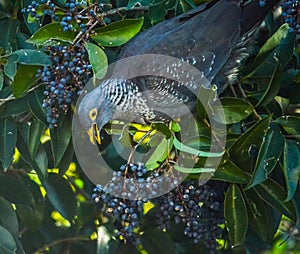 Colorful Rameron or olive pigeon perched on an elderberry tree and feeding , known as Columba arquatrix scientifically